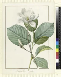 Magnolia yulan Magnolia denudata, 1812